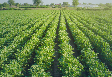 Agriculture